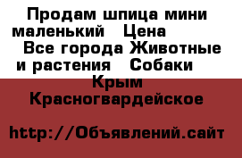 Продам шпица мини маленький › Цена ­ 15 000 - Все города Животные и растения » Собаки   . Крым,Красногвардейское